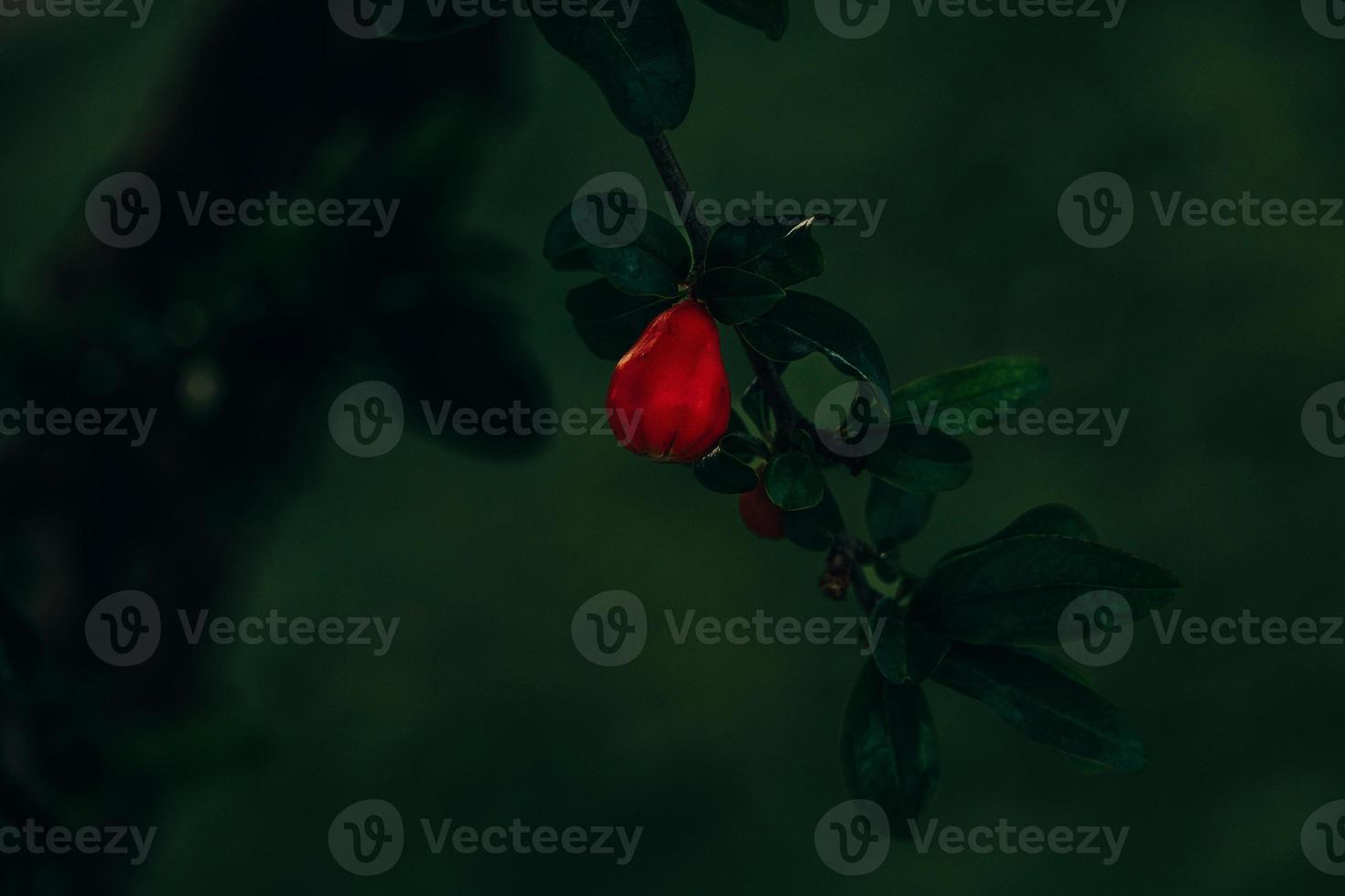 red pomegranate flower on a tree in the garden on a spring day against a green background photo