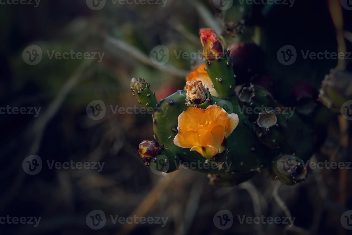 orange prickly pear flower on a cactus in a garden on a dark green background photo