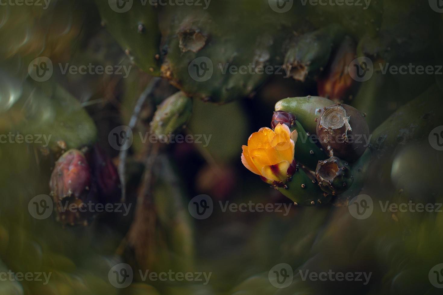 orange prickly pear flower on a cactus in a garden on a dark green background photo