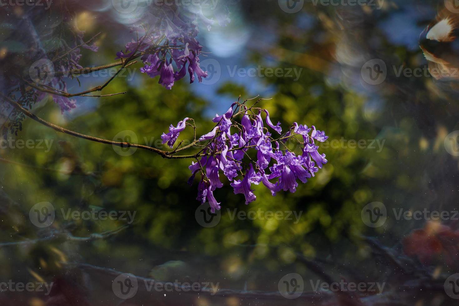 púrpura jacarandá flor mimosifolia en un árbol en un primavera día foto