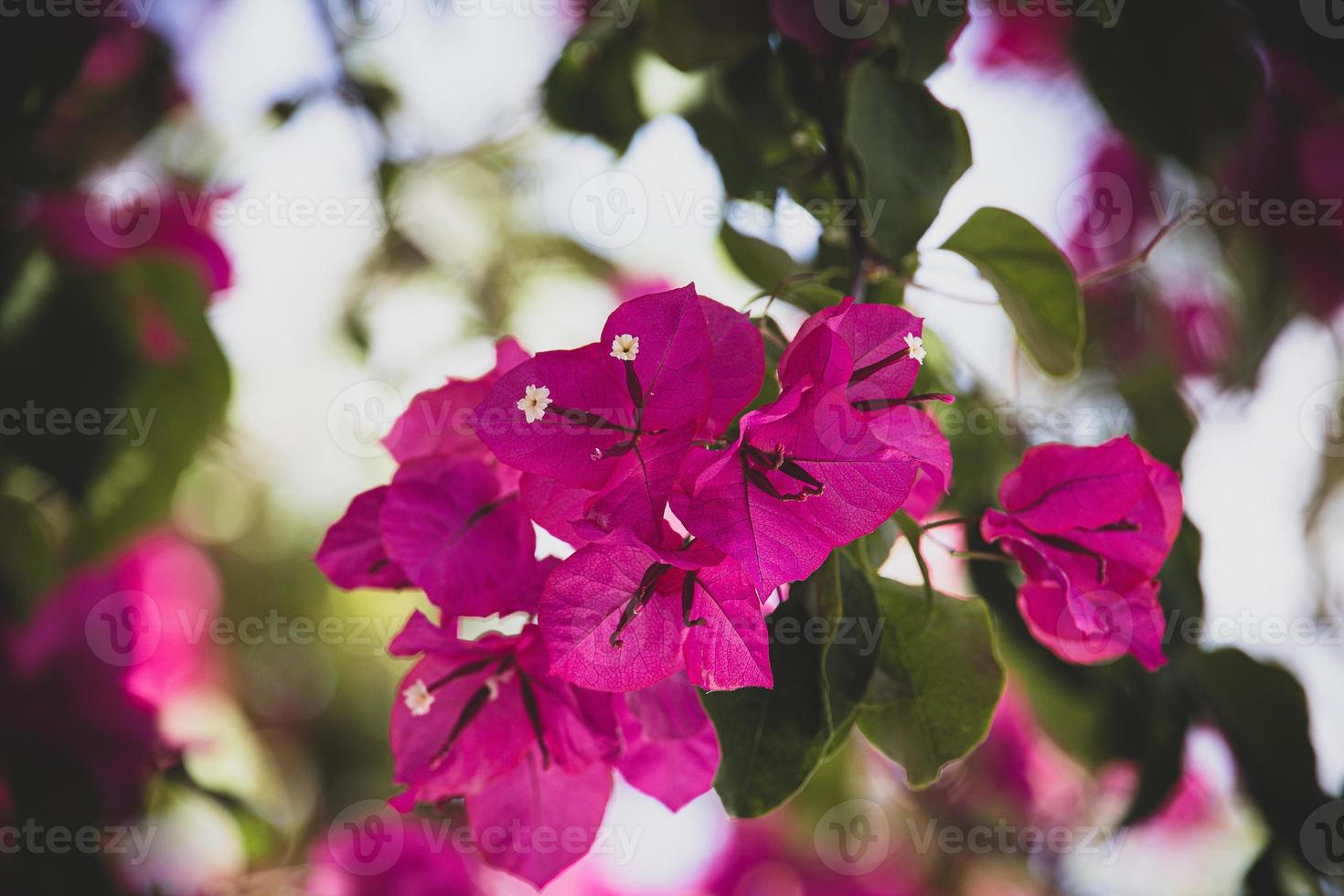 delicate pink bougainvillea flower on a tree on a warm spring day photo