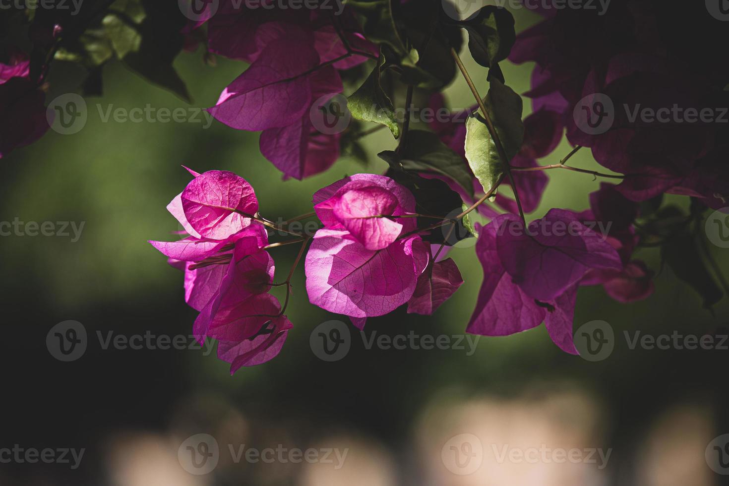 delicate pink bougainvillea flower on a tree on a warm spring day photo