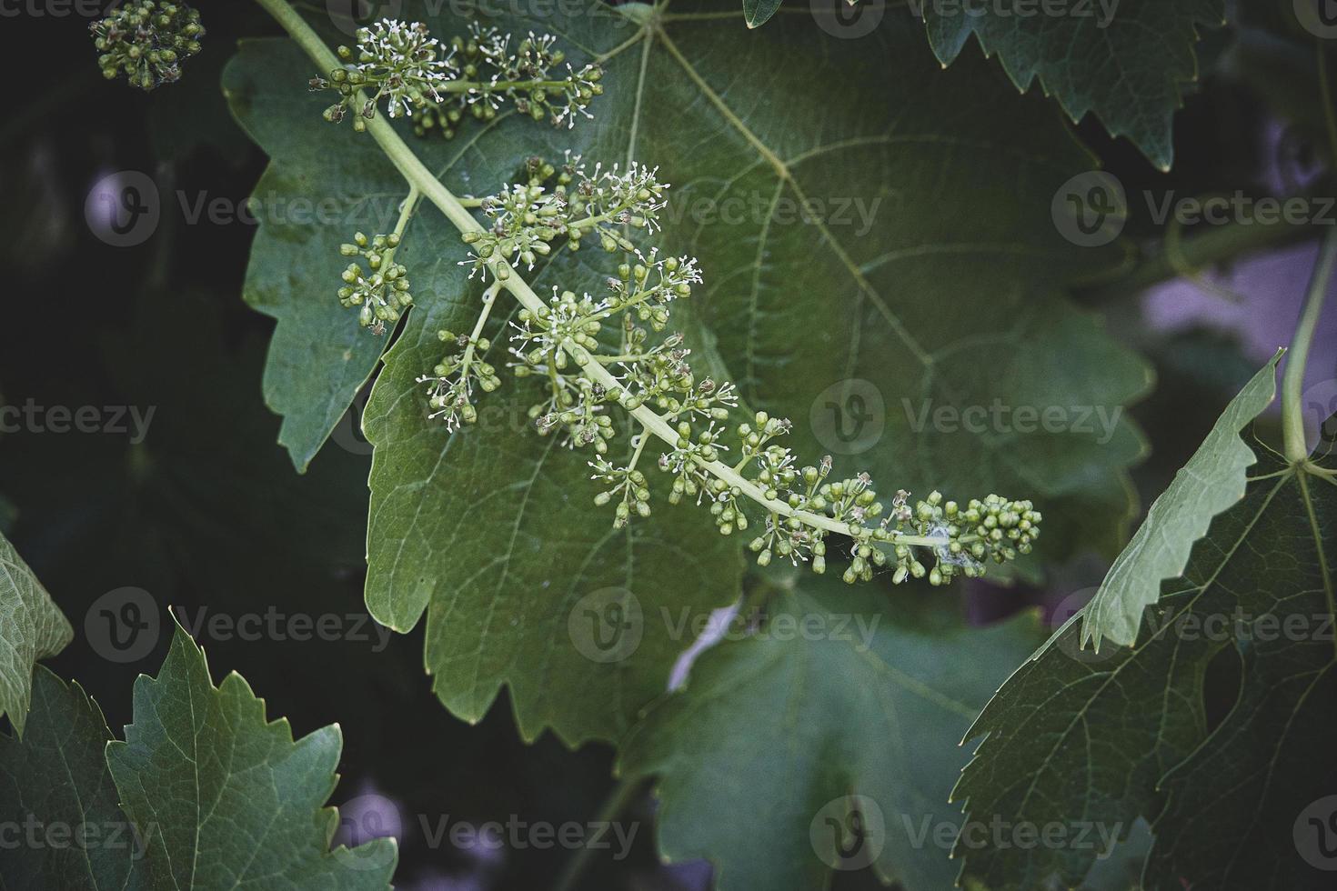 flower of grapes over a green background of leaves on the vine in spring day photo