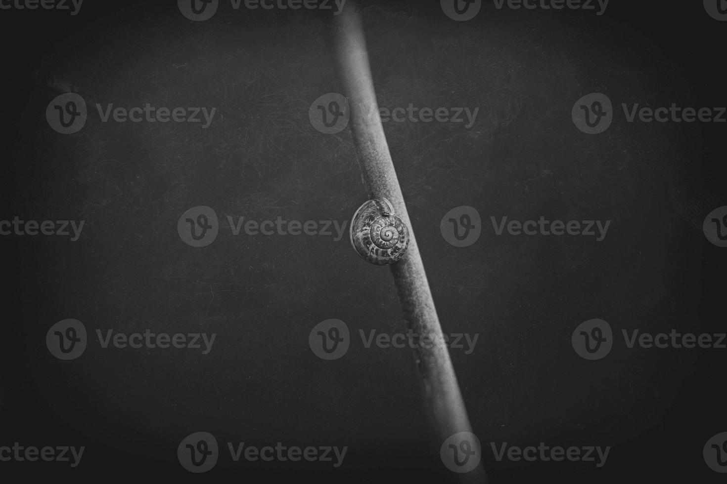 snail on a plant stem over a green background in close-up in a meadow photo