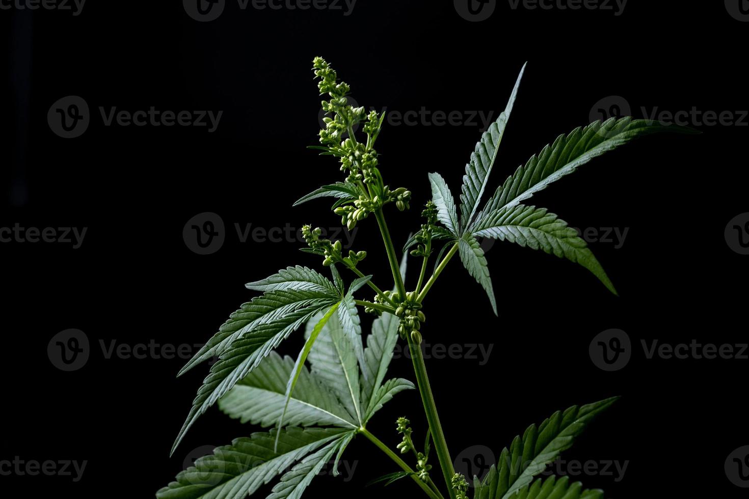Weed, cannabis, hemp, marijuana leaf on colorful background. photo