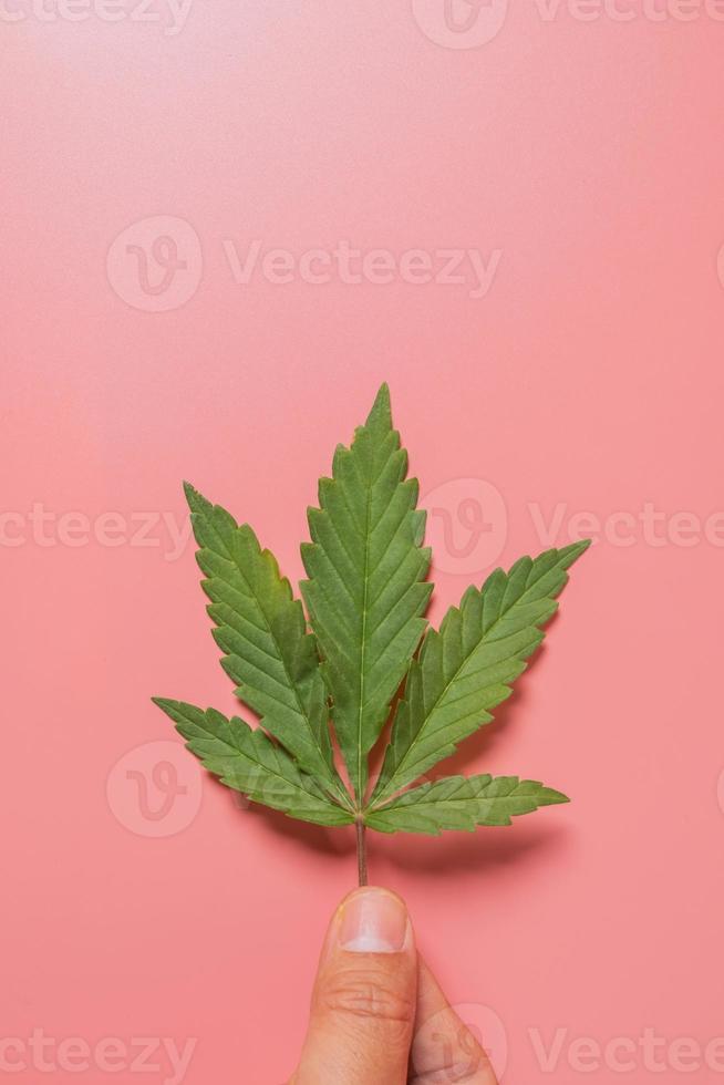 Weed, cannabis, hemp, marijuana leaf on colorful background. photo