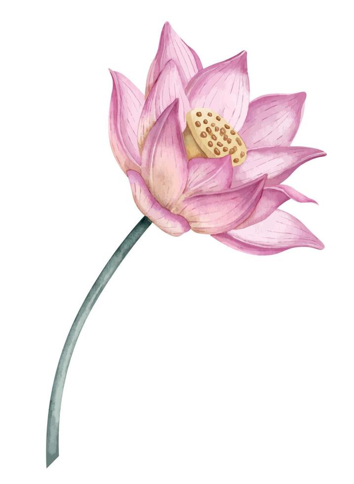 Pink Lotus Flower on isolated background. Watercolor hand drawn illustration of water Lily for Spa design. Drawing of waterlily in delicate colors for greeting cards. Floral sketch for icon or logo vector