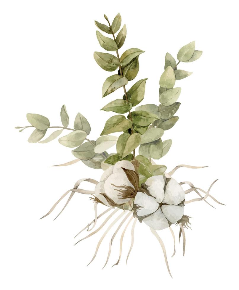 Eucalyptus branch with Cotton balls Flower and dried grass. Hand drawn watercolor botanical illustration on isolated background for greeting cards or wedding invitations. Floral rustic drawing vector