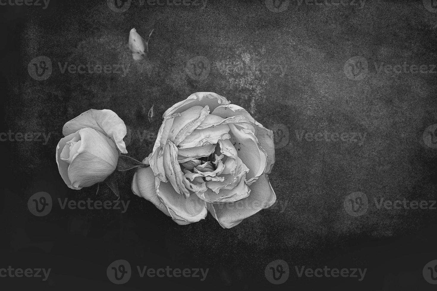 beautiful white delicate rose on a dark background closeup photo