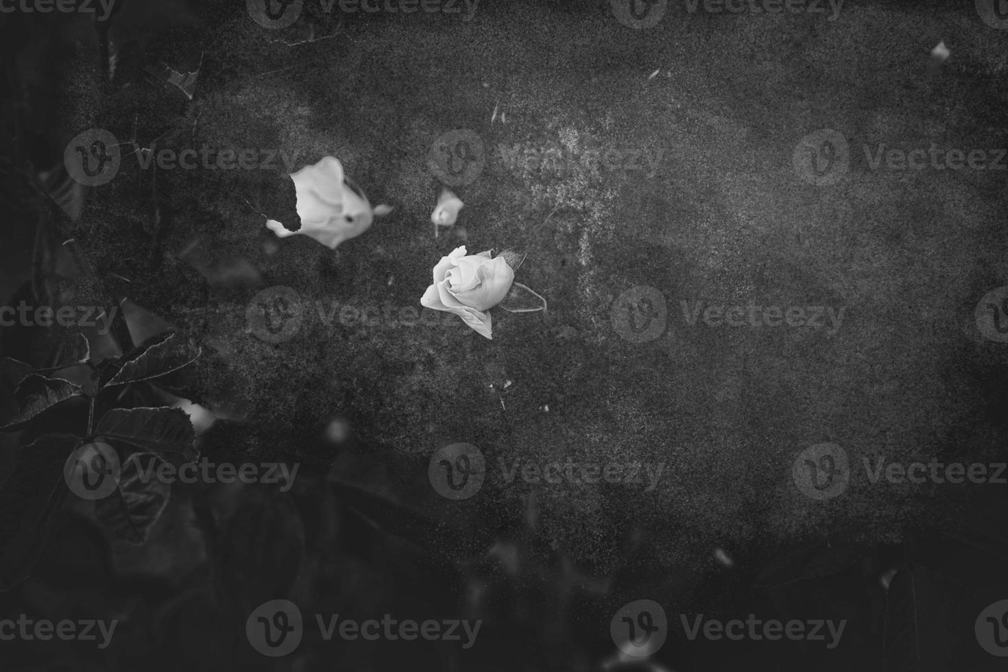 beautiful white delicate rose on a dark background closeup photo