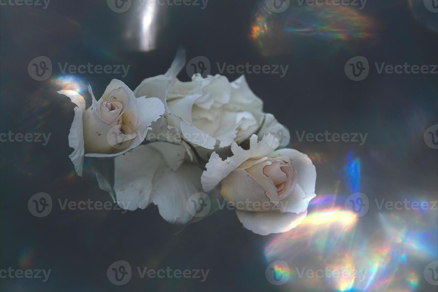 beautiful white delicate rose on a dark background closeup photo