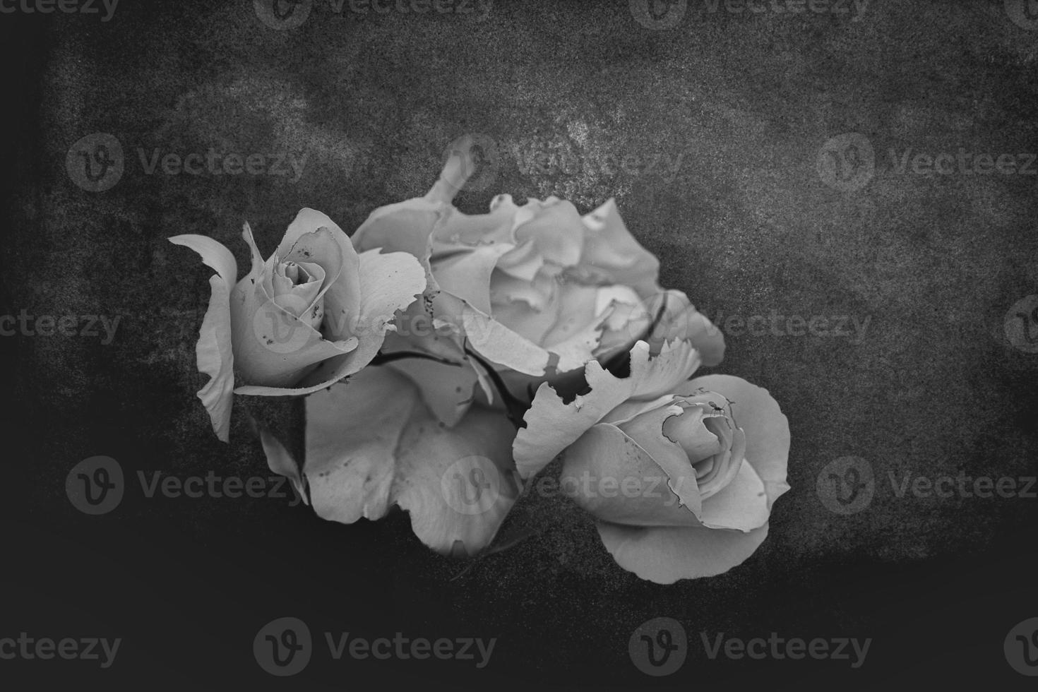 beautiful white delicate rose on a dark background closeup photo