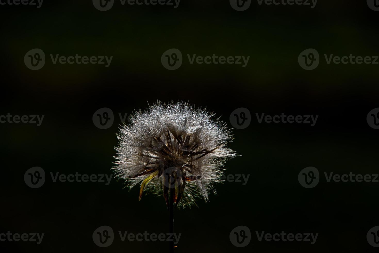 white dandelion in the meadow over green background photo