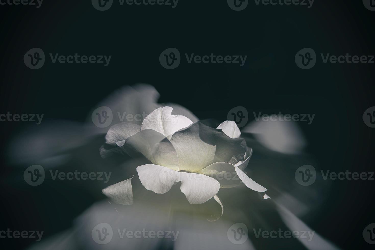 delicate white rose in the garden against a dark background in the rays of the sun photo