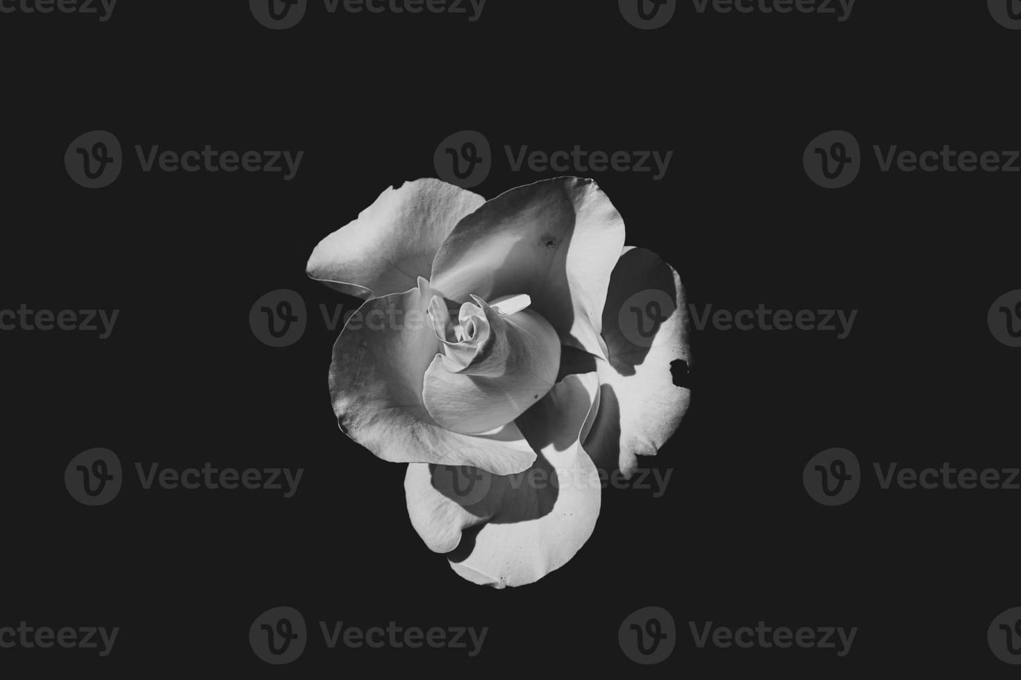 delicate white rose in the garden against a dark background in the rays of the sun photo