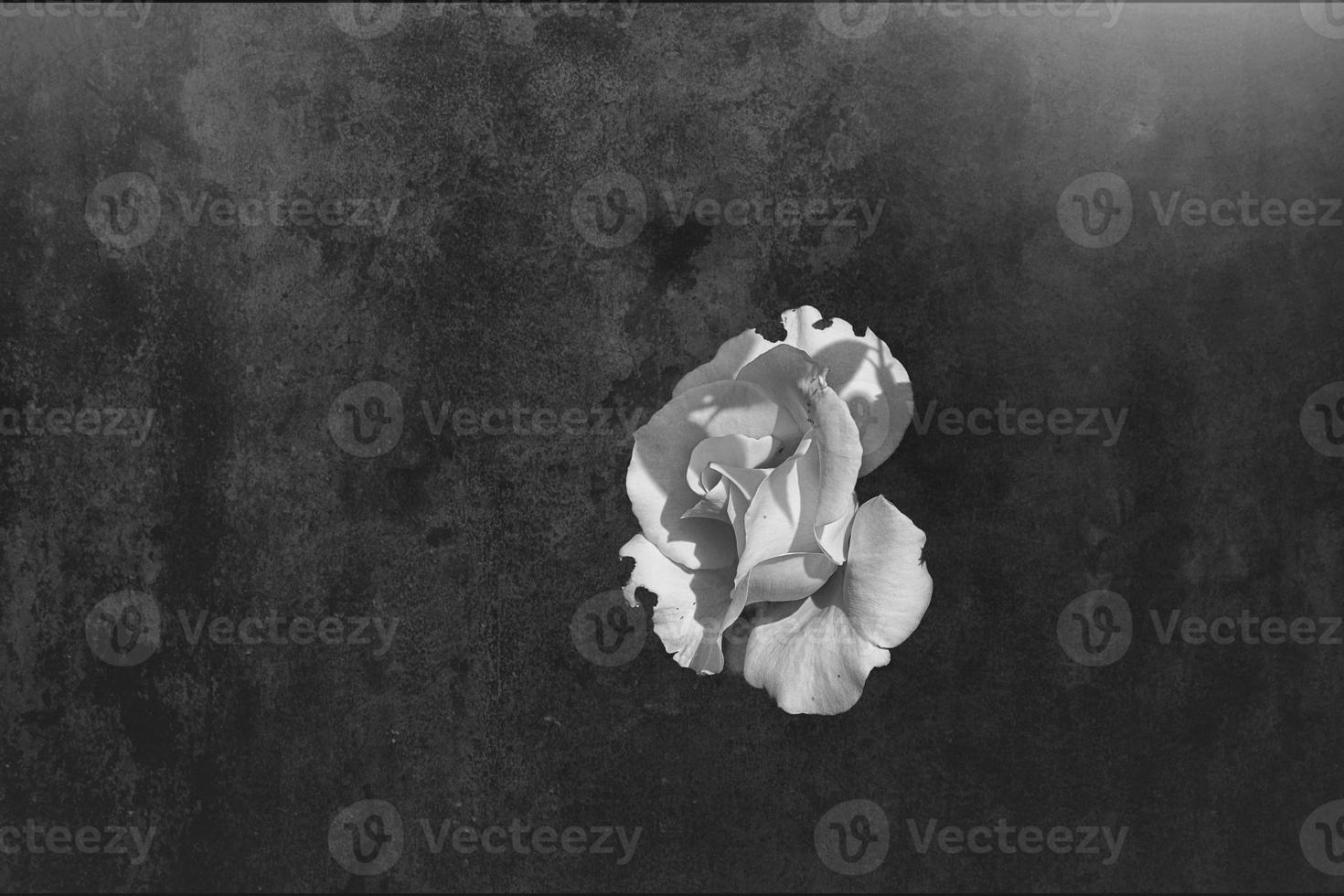 delicate white rose in the garden against a dark background in the rays of the sun photo