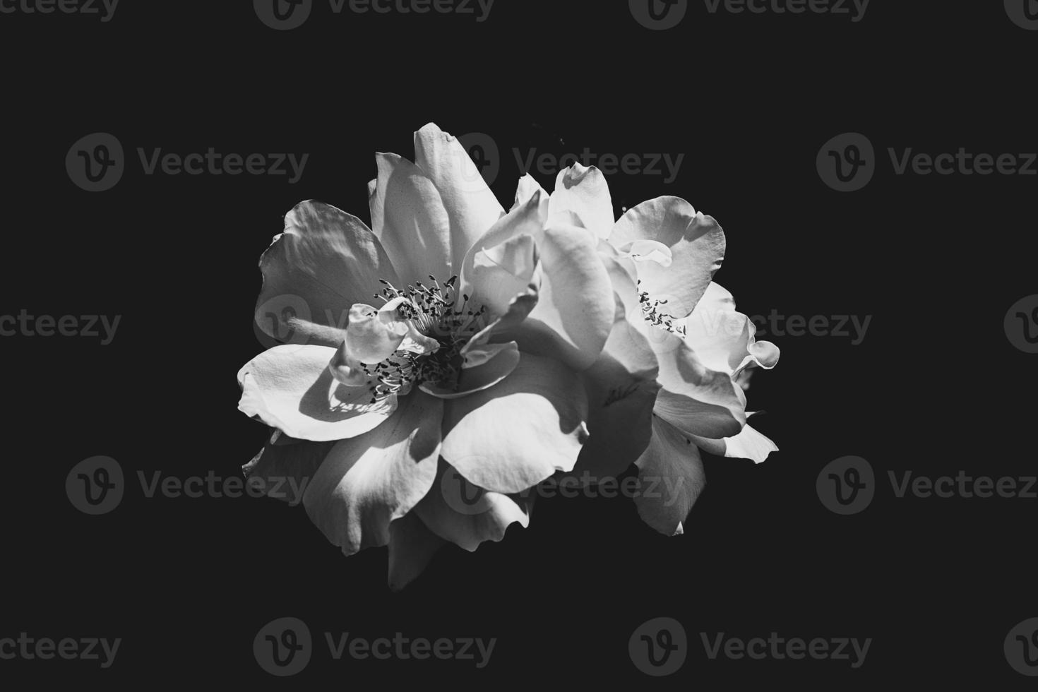 delicate white rose in the garden against a dark background in the rays of the sun photo