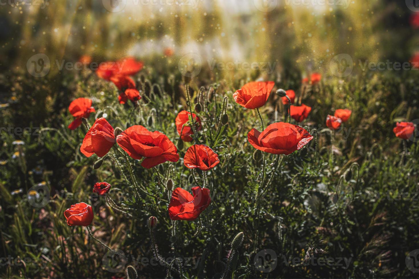 wild red poppies on a spring meadow in warm sunshine photo