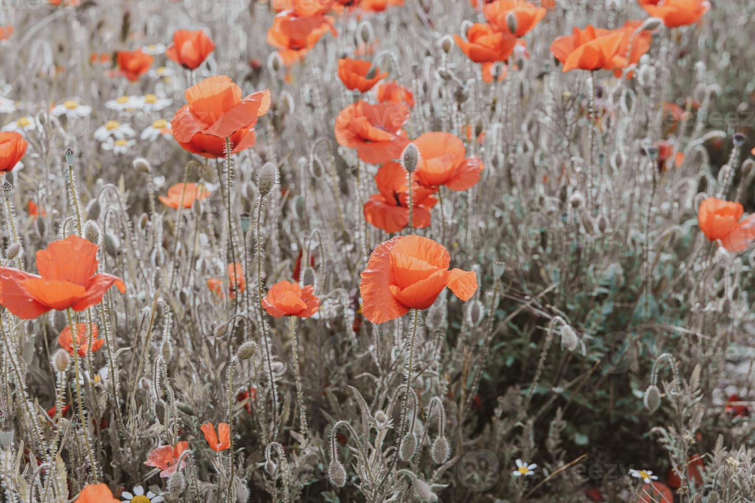 wild red poppies on a spring meadow in warm sunshine photo