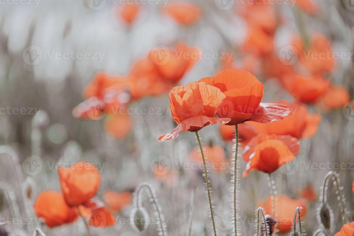 wild red poppies on a spring meadow in warm sunshine photo