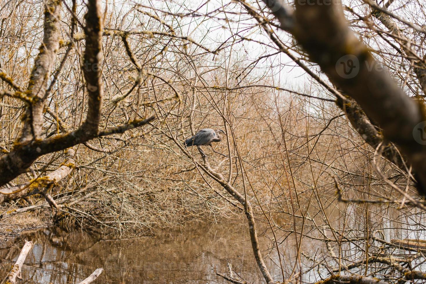 Heron sits on the branches of a tree near the lake in early spring photo
