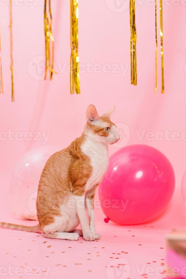 Cute ginger cat cornish rex for birthday with balloons and a gift on a pink background photo