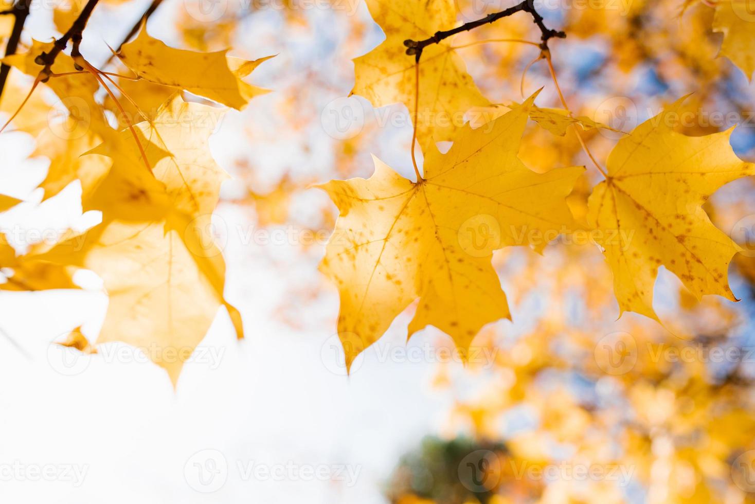 A sunny autumn day in the reflection of a yellow maple leaf on a tree branch. Copy Space photo