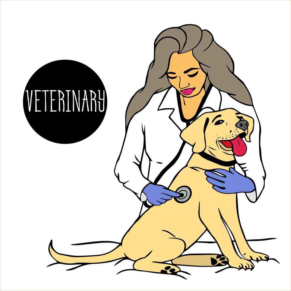 golden retriever, labrador sitting while being examined by veterinarian. female veterinarian listens to dog's breathing with stethoscope. dog is being examined in veterinary clinic. health check-up vector