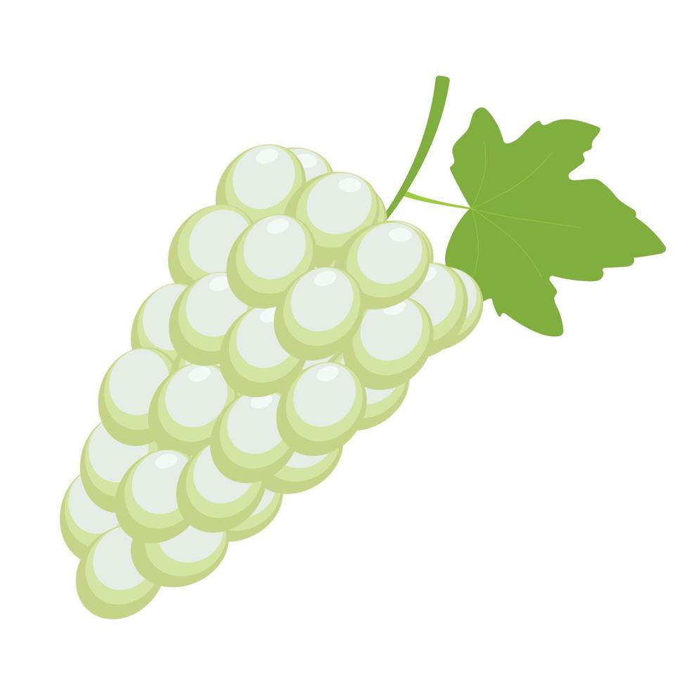 Ripe white grapes with leaves on a white background. Grape brush for decorative design. Garden nature. vector