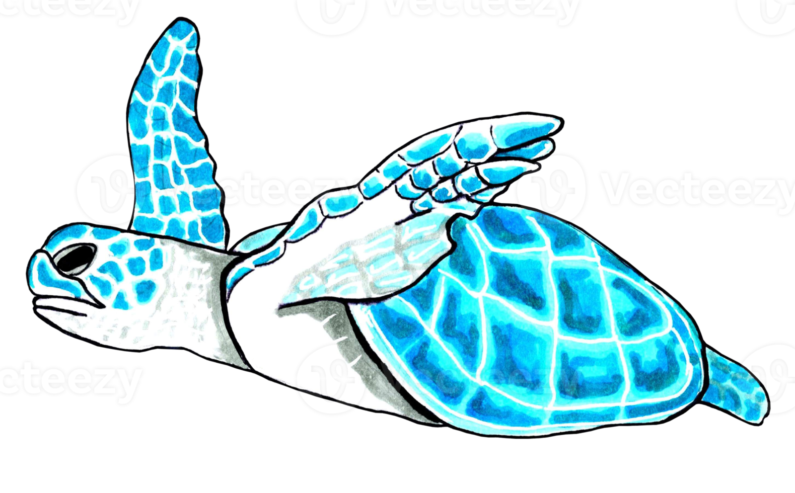 hav sköldpadda aqua Färg. png illustration marin djur.