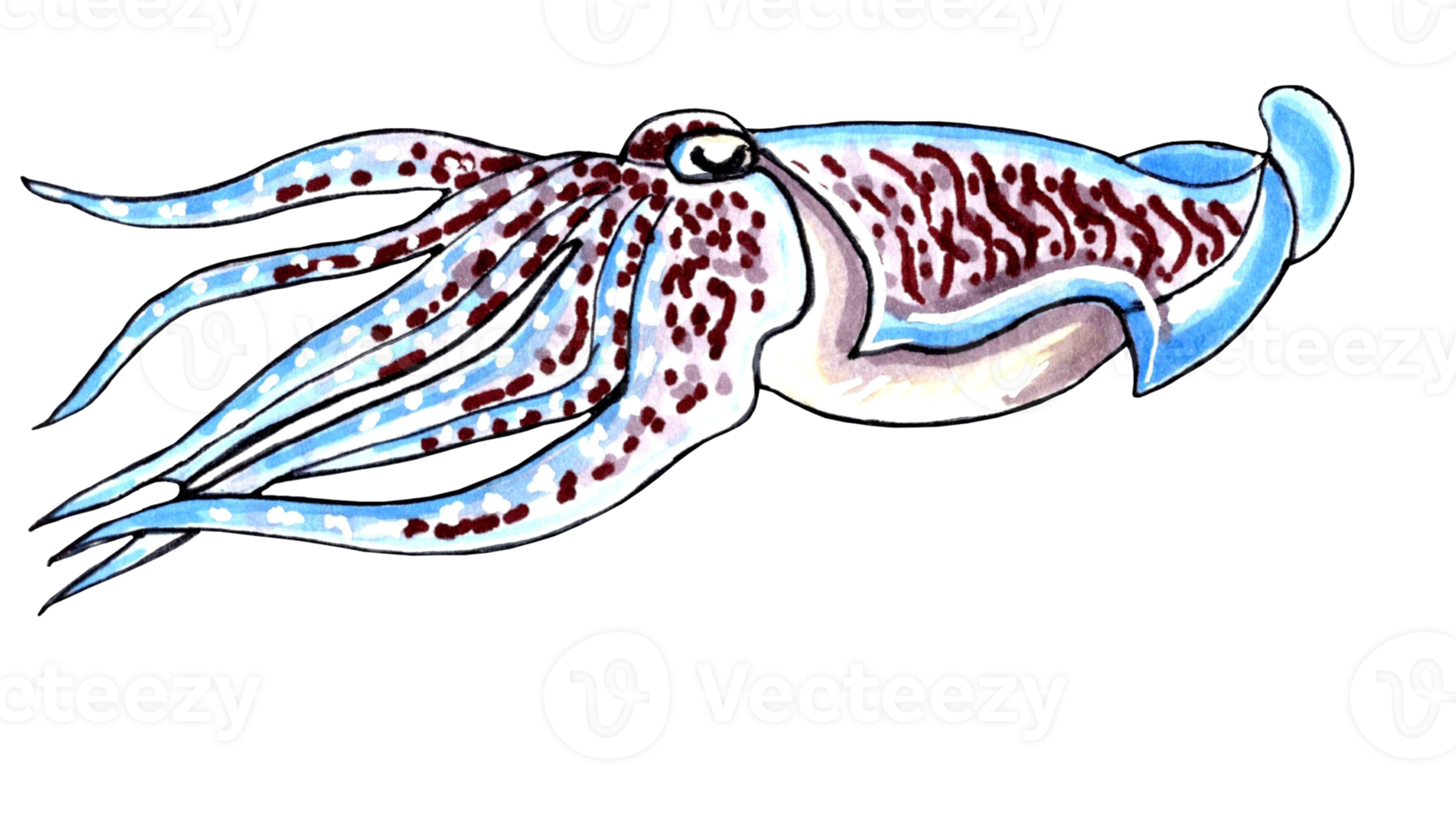 Blue squid with brown speckles. PNG illustration marine animals.