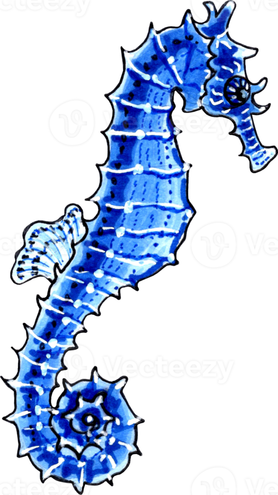 Seahorse blue color. PNG illustration marine animals.