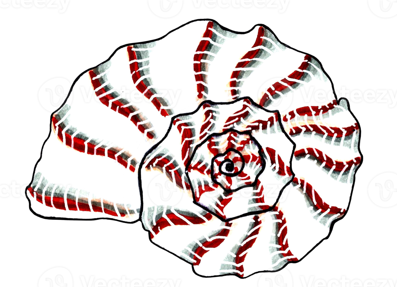 White wavy seashell with red striped. PNG illustration marine life.
