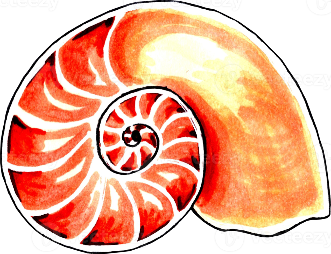 Swirling wavy seashell brown-orange color. png