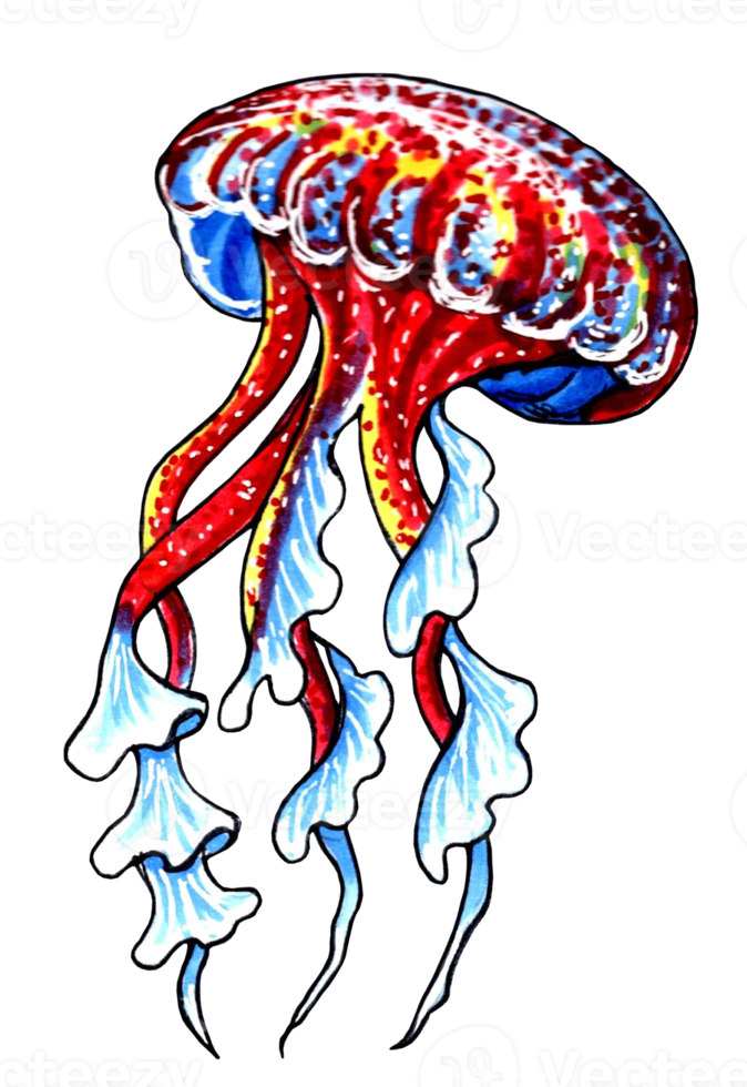 Red and blue jellyfish with wavy tentacles. PNG illustration marine animals.