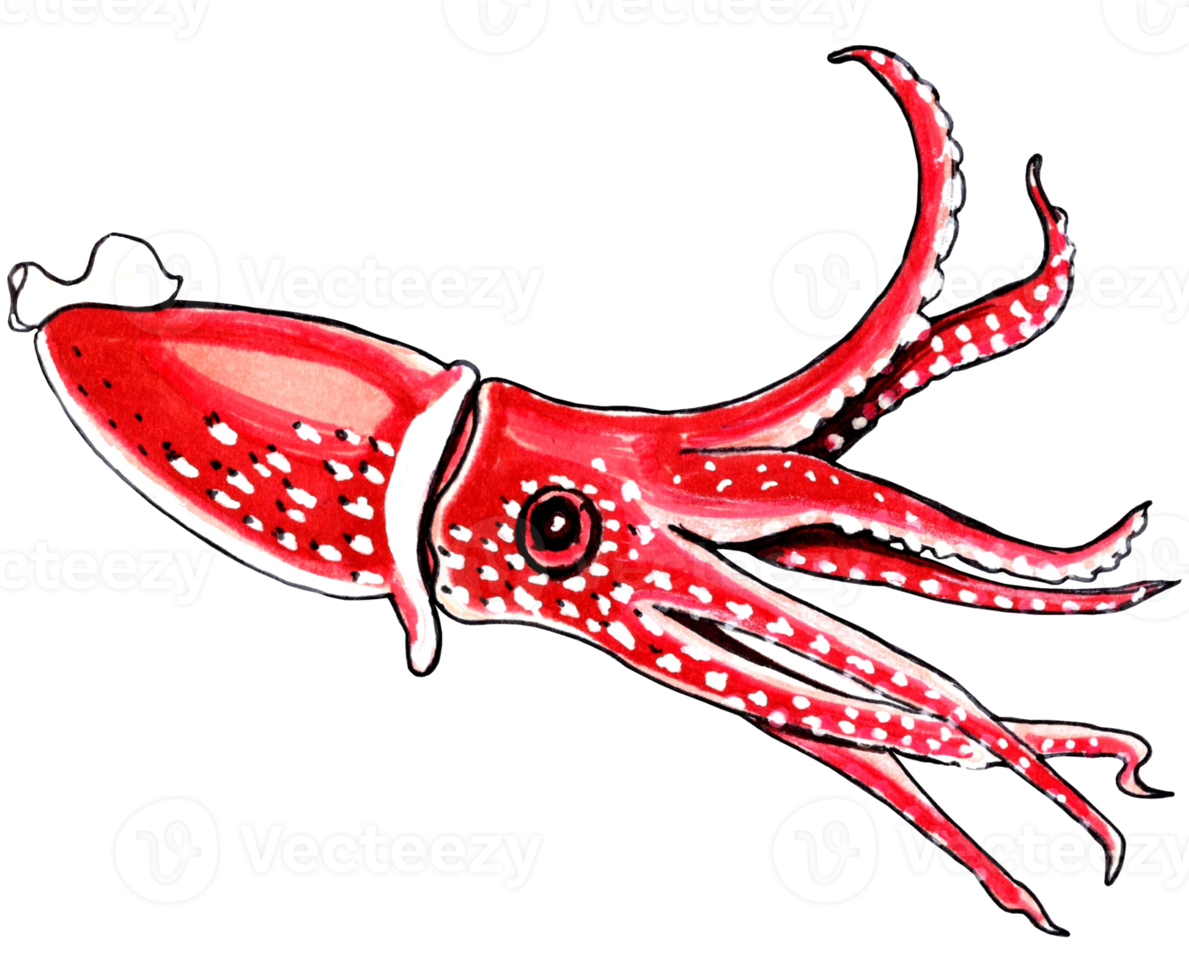 Red squid with white speckles. PNG illustration marine animals.