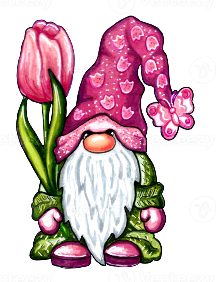 Gnome in  a crimson cap and a green cloak holding a large pink tulip flower. PNG illustration.