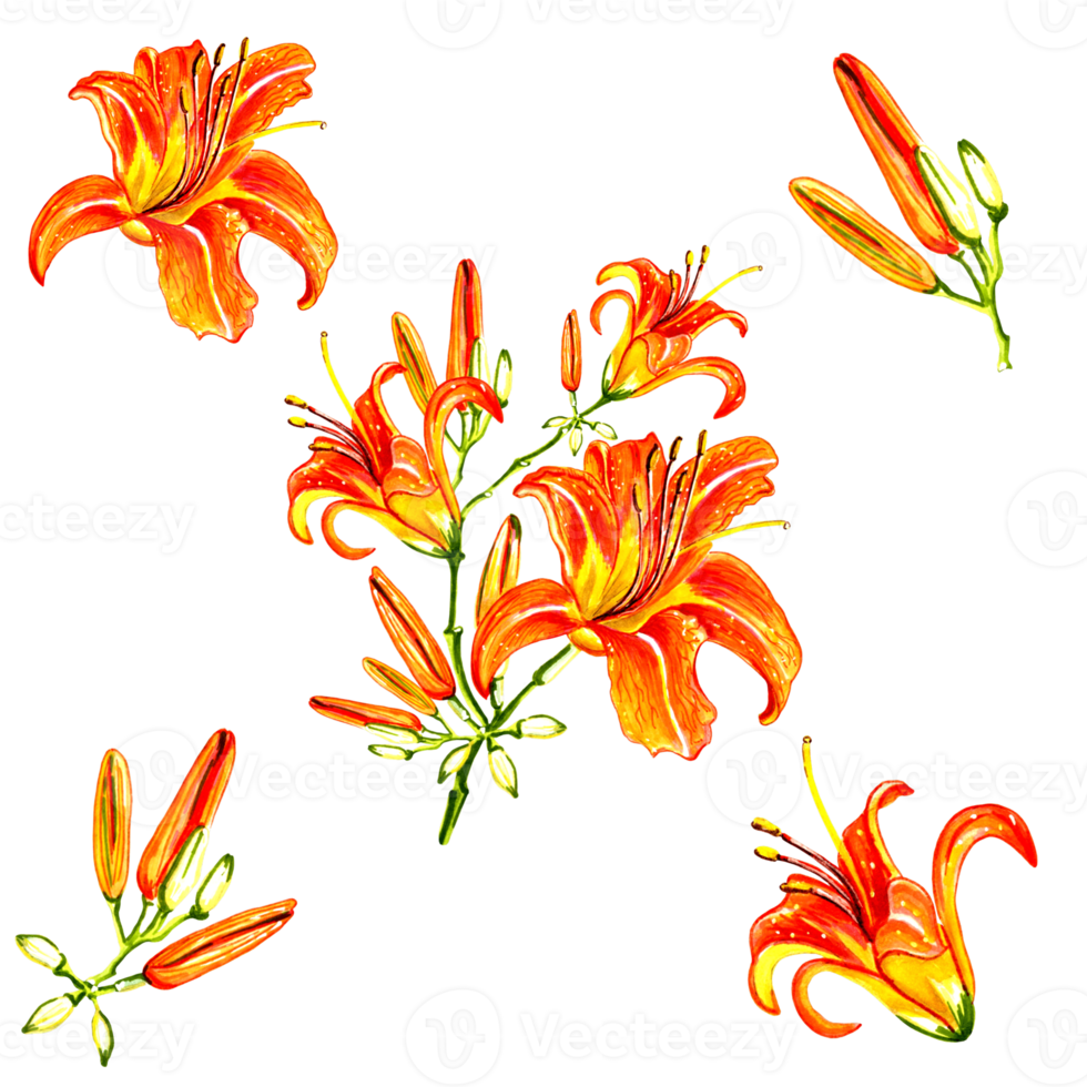 einstellen von Orange Lilien Blumen mit Knospen. png