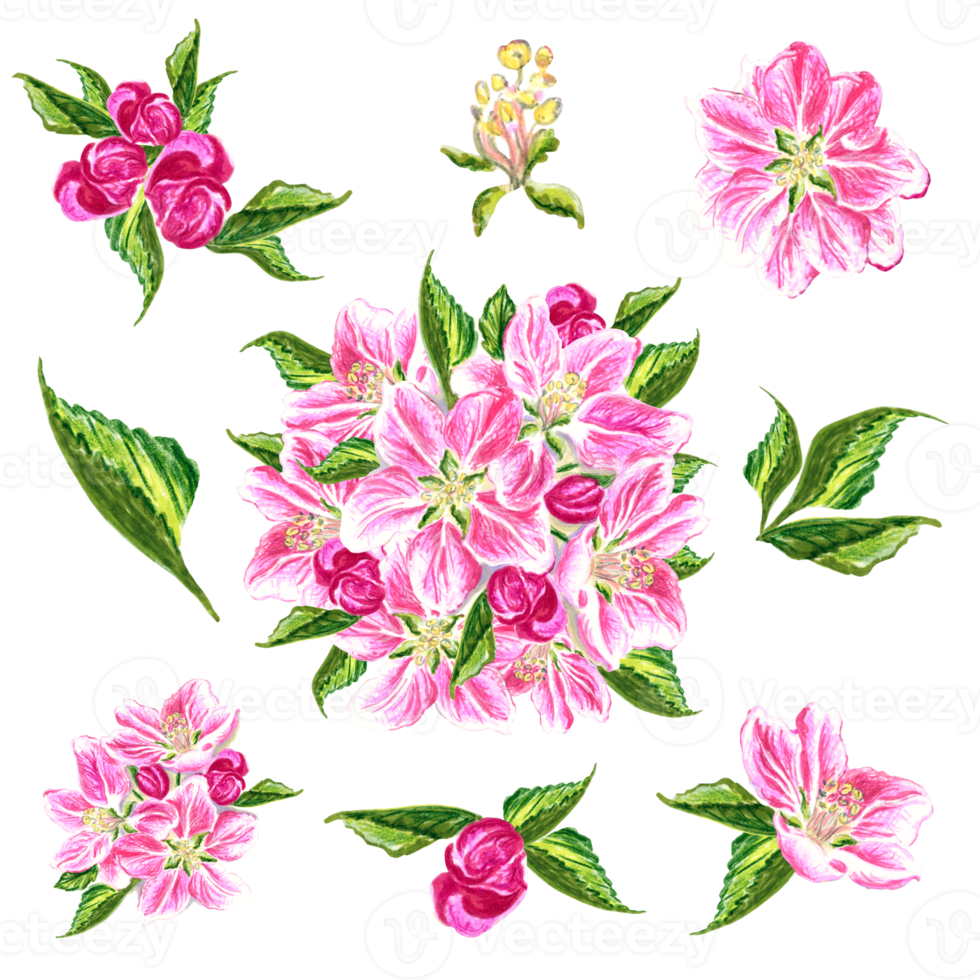 Set of flowers of apple tree with leaves and buds. png