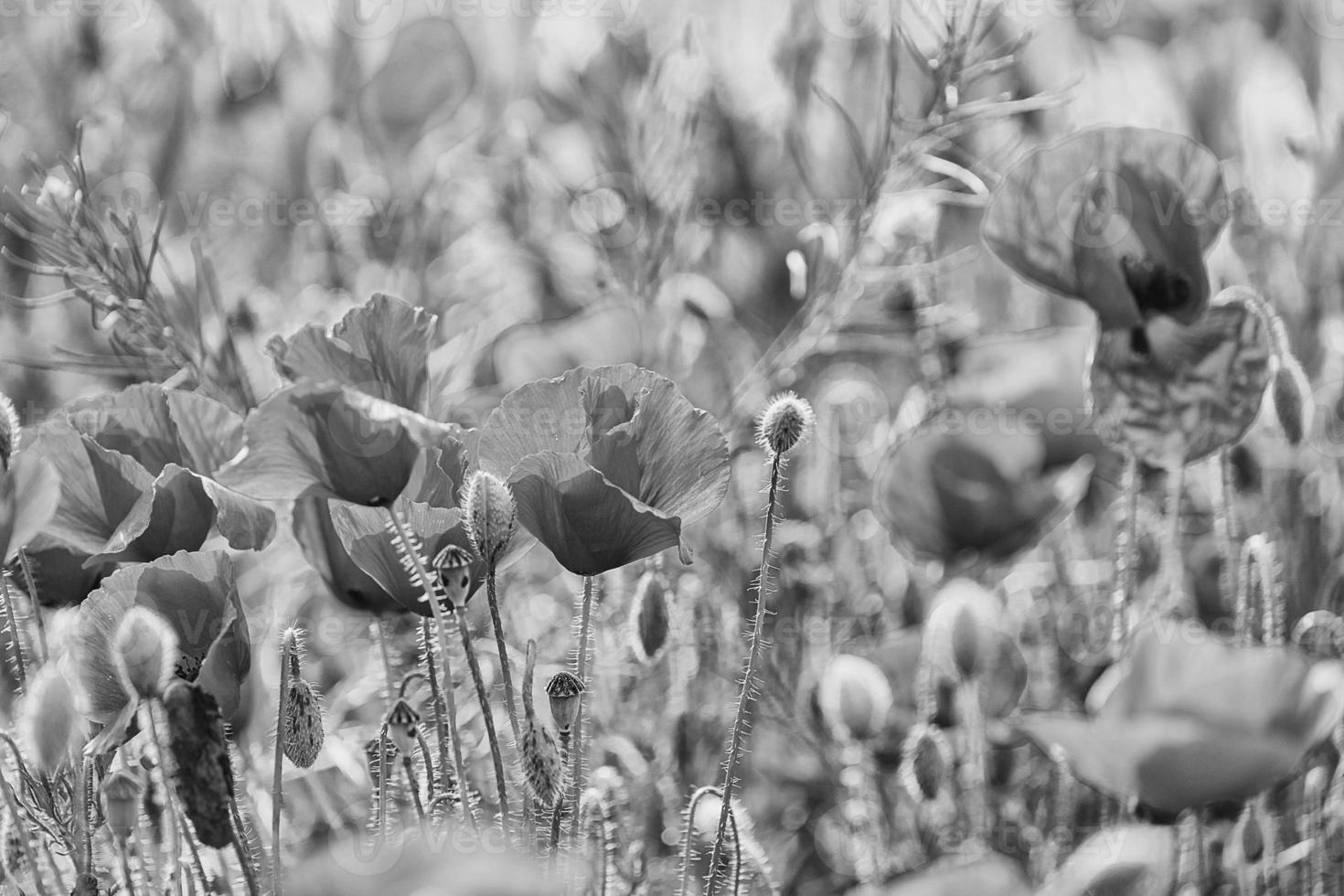 salvaje rojo amapolas en un primavera prado en calentar Brillo Solar foto