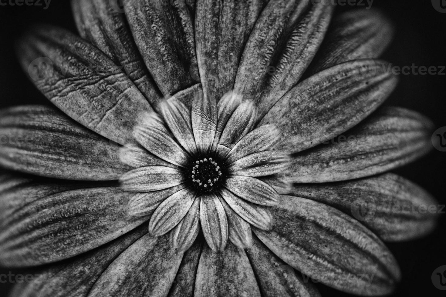 delicate flowers in the sun in the garden on a warm day photo