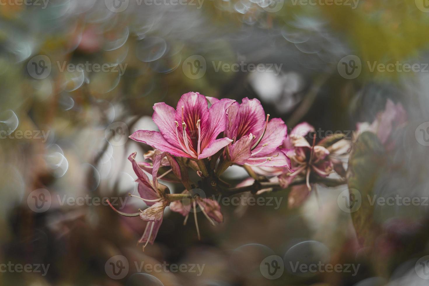 curious flowering spring tree with big flowers and bokeh photo