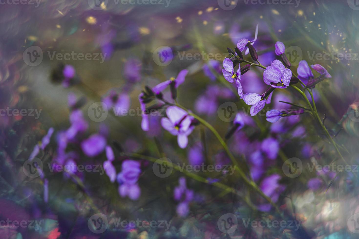 pequeño delicado púrpura primavera flor en el prado de cerca foto