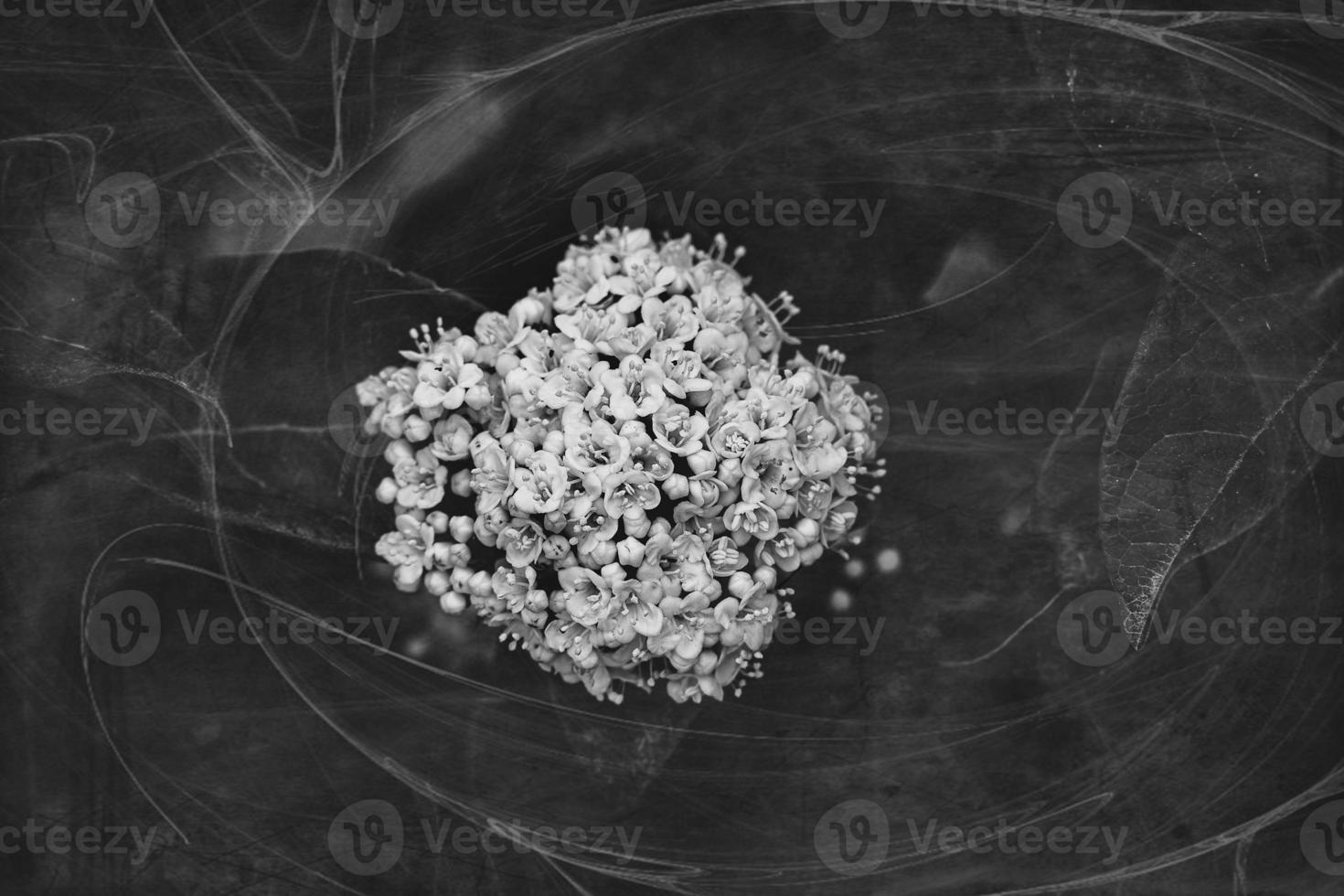 white flower on the bush over green background in close-up in a natural environment spring day photo