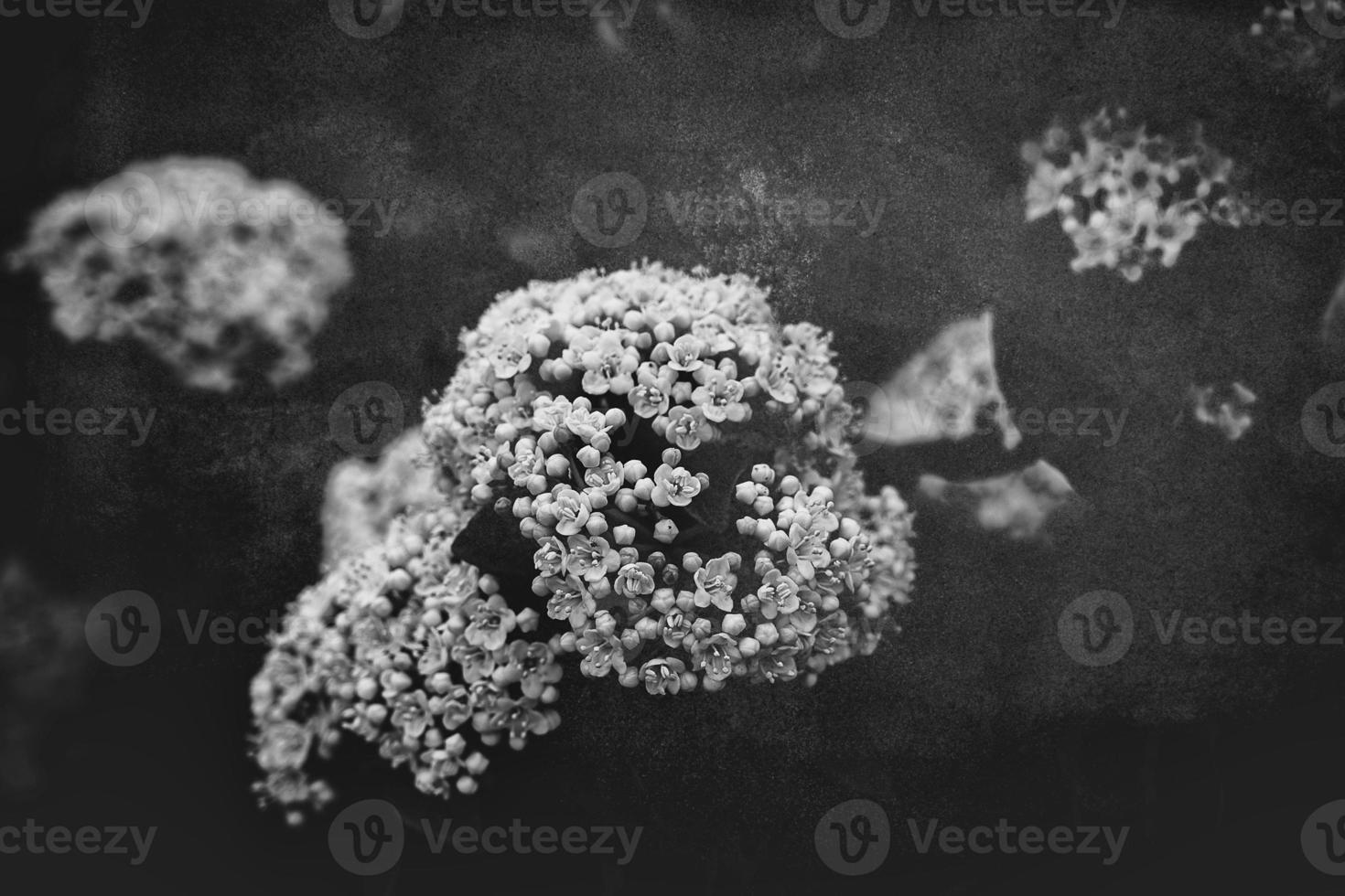 white flower on the bush over green background in close-up in a natural environment spring day photo