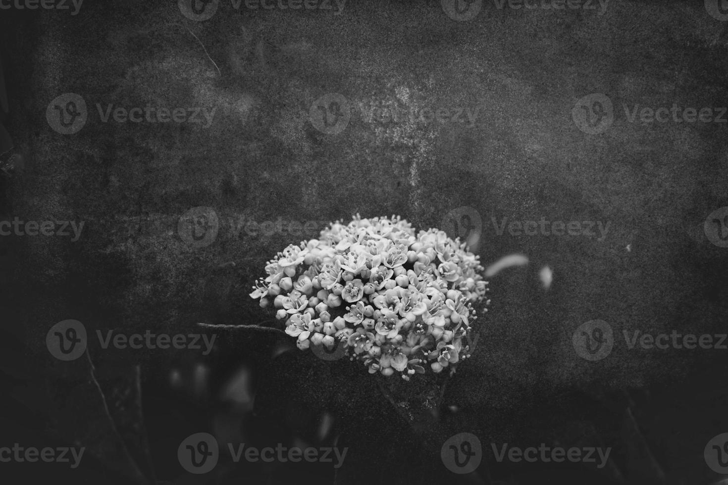 white flower on the bush over green background in close-up in a natural environment spring day photo