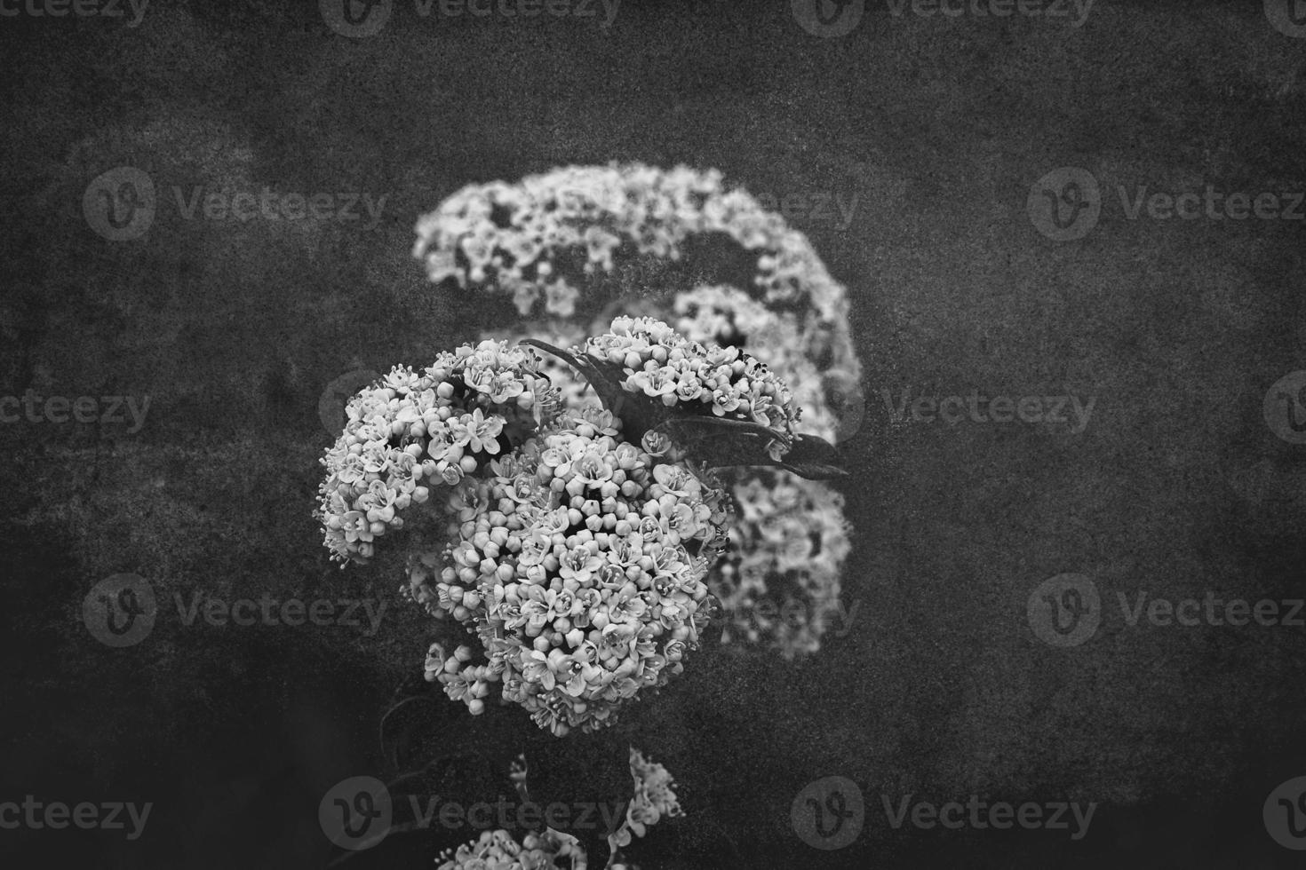 white flower on the bush over green background in close-up in a natural environment spring day photo