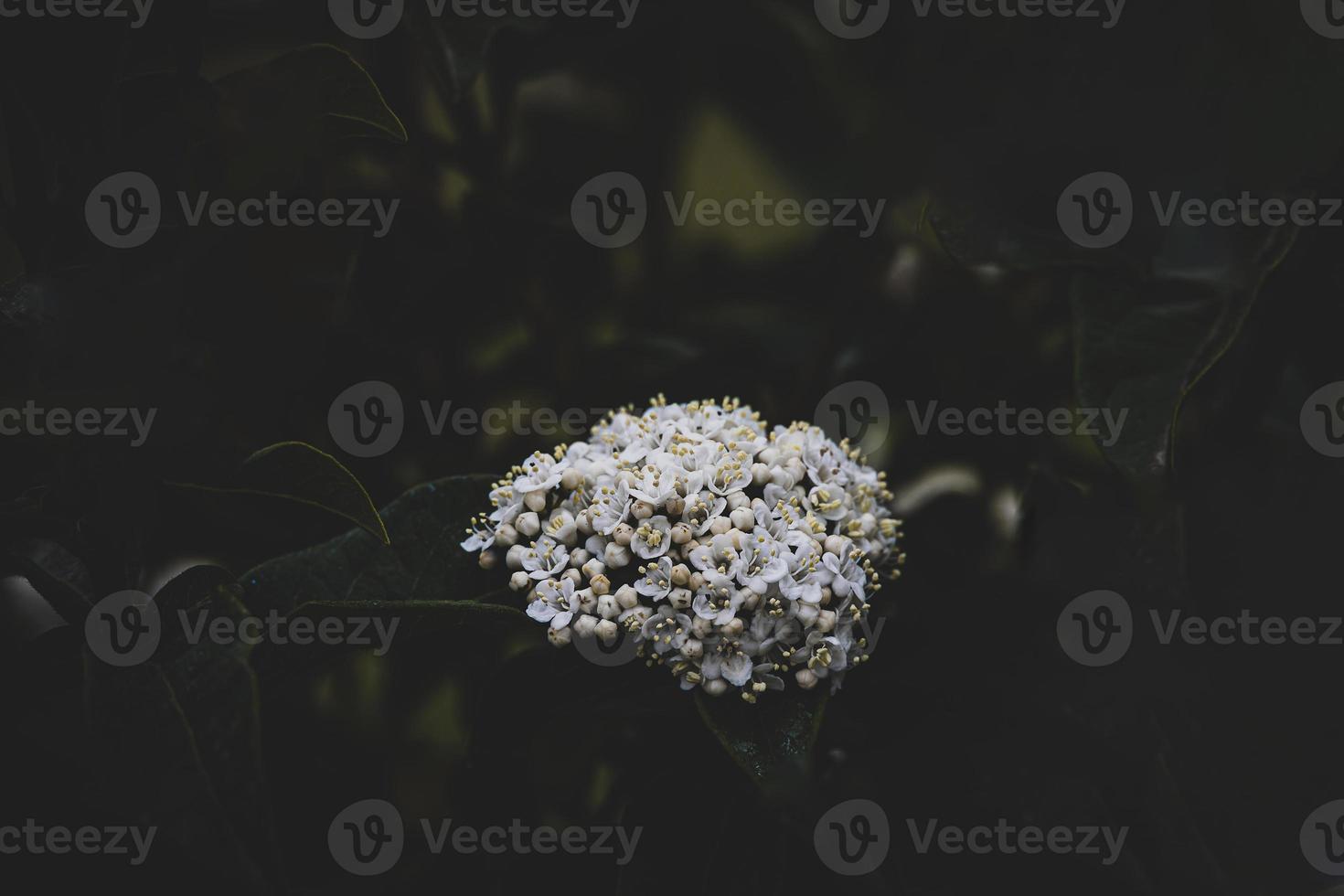 white flower on the bush over green background in close-up in a natural environment spring day photo