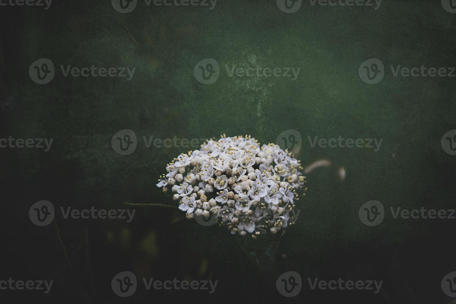 white flower on the bush over green background in close-up in a natural environment spring day photo