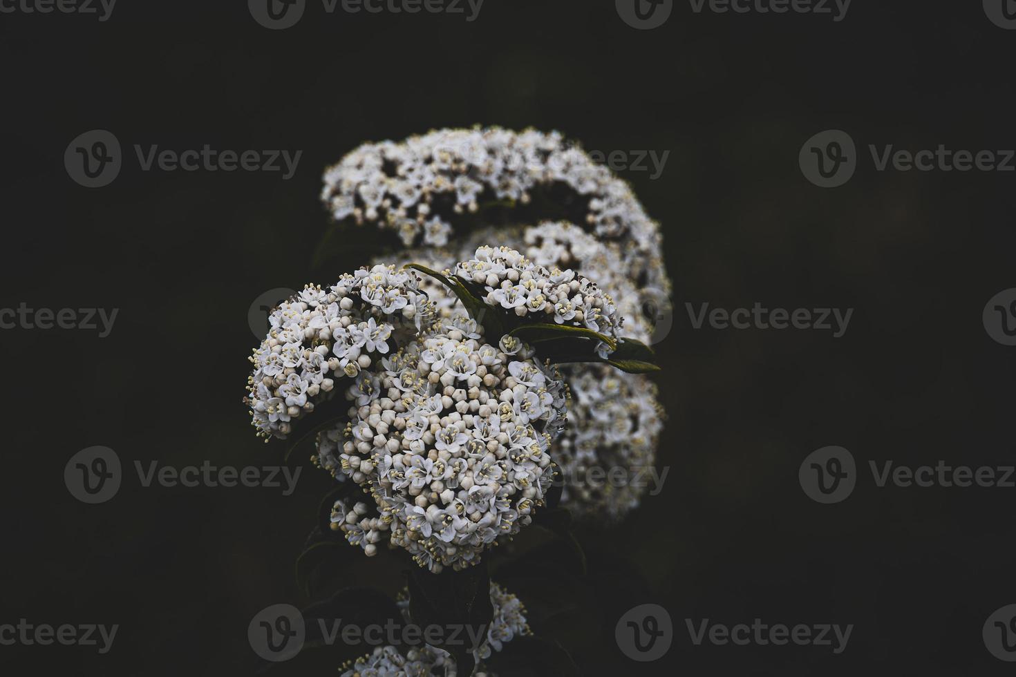 white flower on the bush over green background in close-up in a natural environment spring day photo